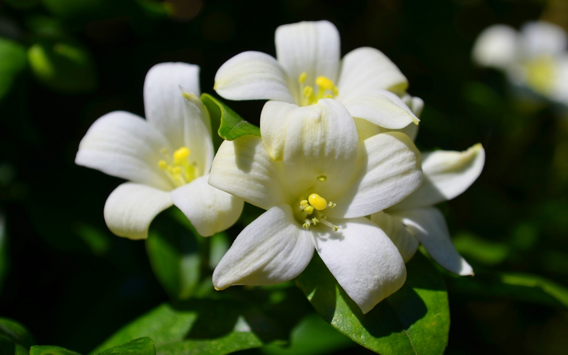 Awesome Jasmine free background ID:450959 for hd 1920x1200 desktop