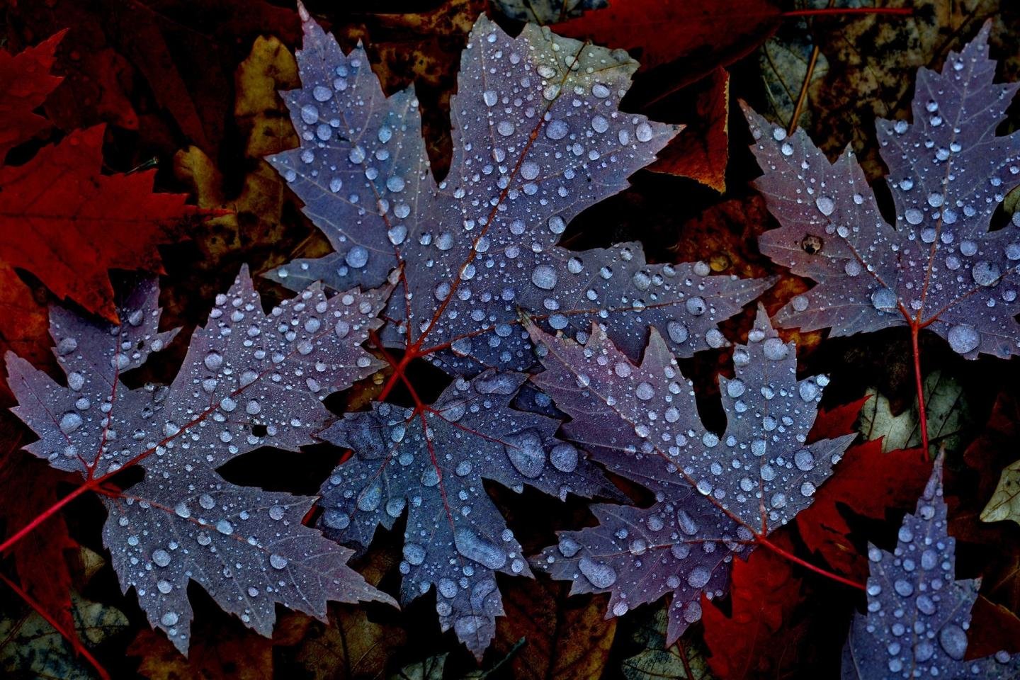Best Leaf background ID:361162 for High Resolution hd 1440x960 computer