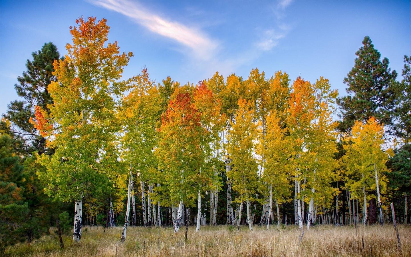 Awesome Birch free background ID:105000 for hd 1440x900 desktop