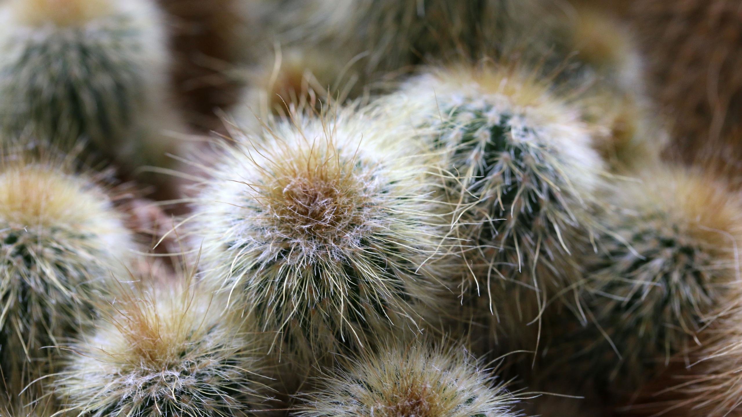 Download hd 2560x1440 Cactus PC wallpaper ID:408567 for free
