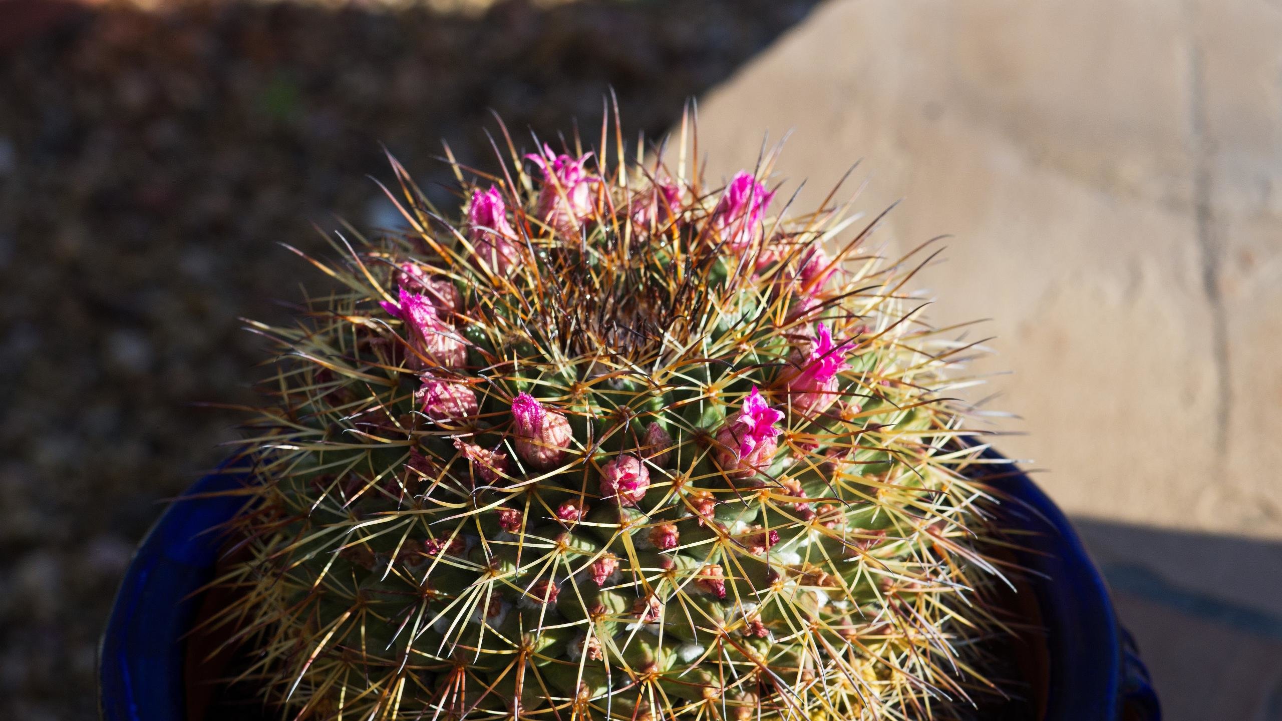 High resolution Cactus hd 2560x1440 wallpaper ID:408568 for PC