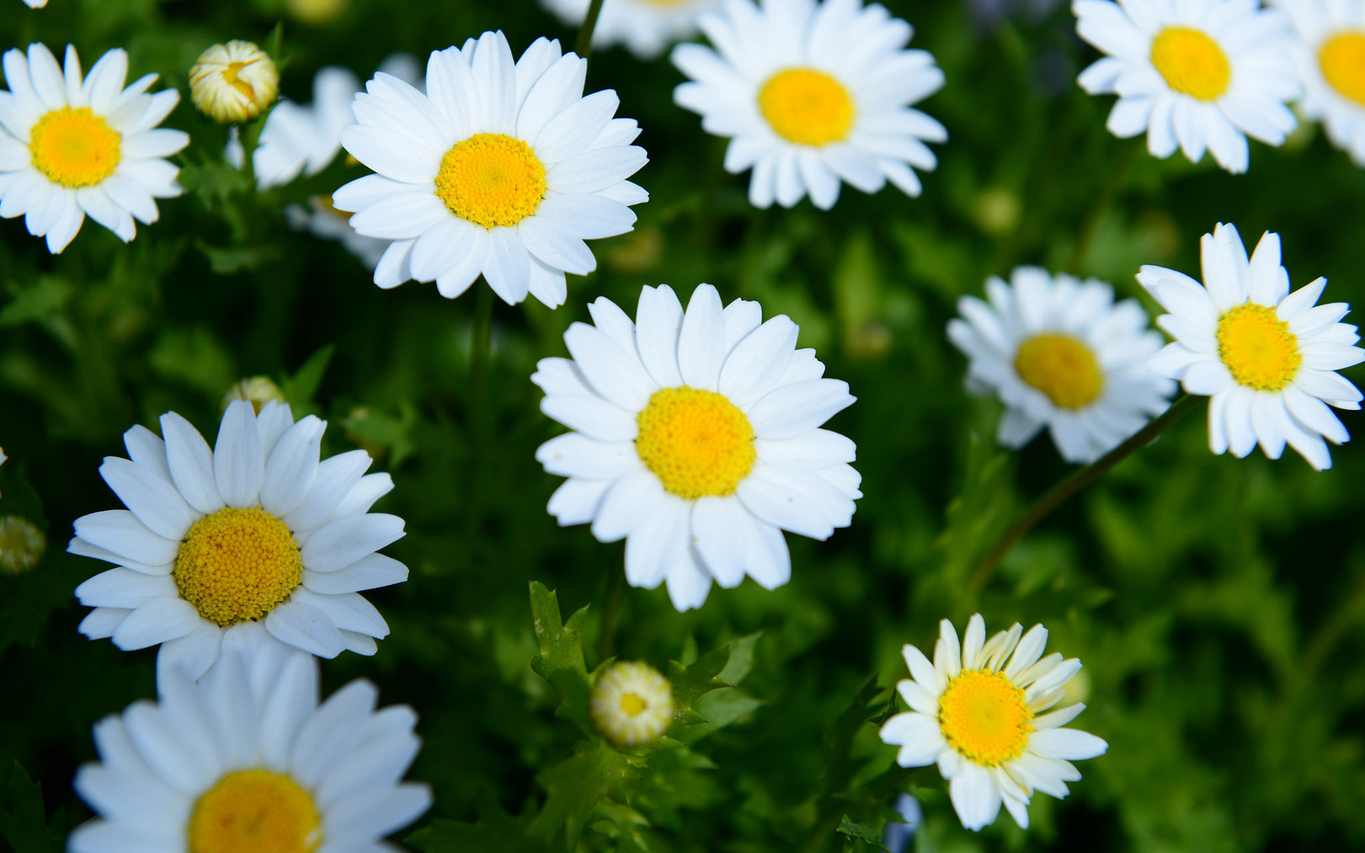 Best Daisy background ID:363258 for High Resolution hd 1920x1200 computer