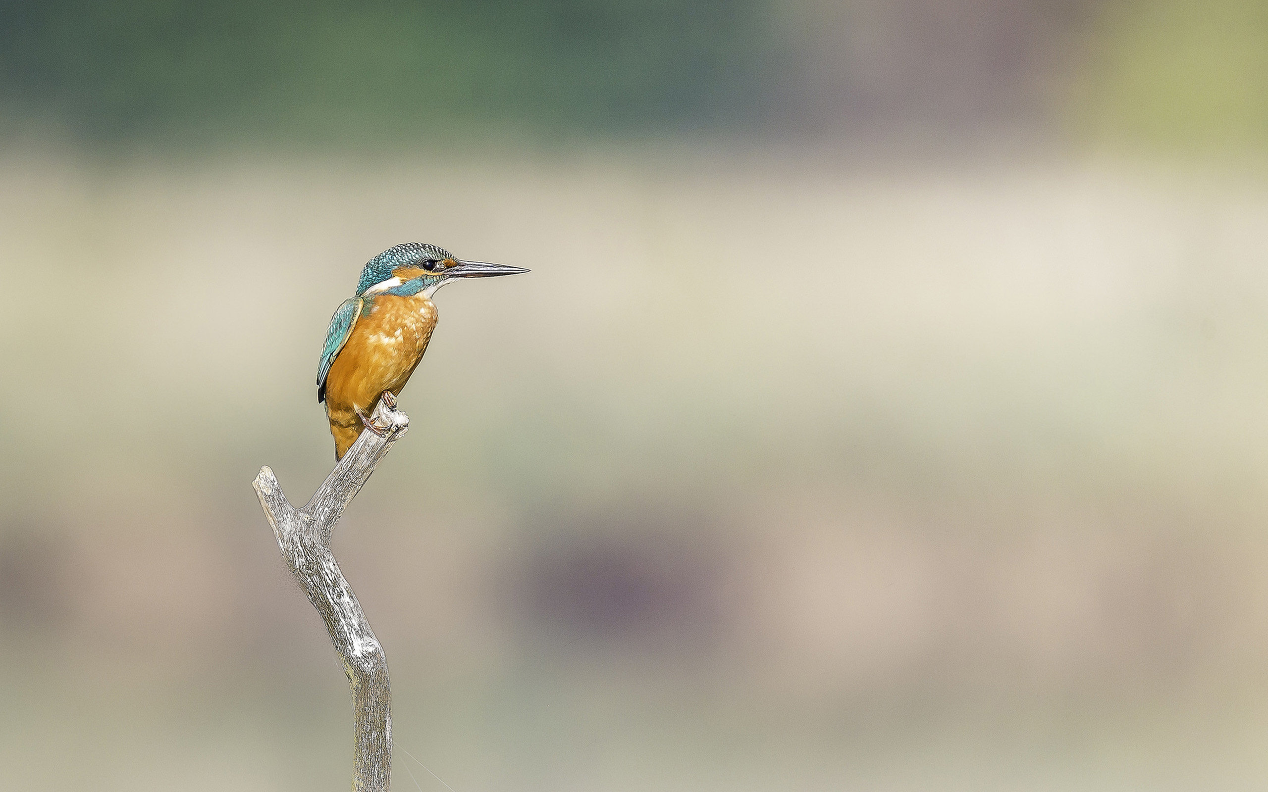 Free download Kingfisher wallpaper ID:311421 hd 2560x1600 for computer