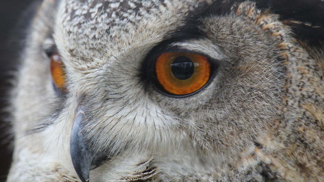 High resolution Owl hd 1366x768 background ID:237460 for PC