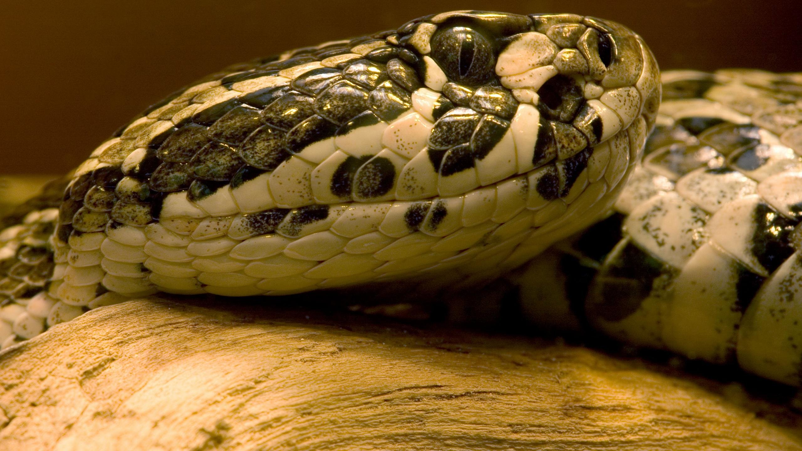 Best Snake background ID:137318 for High Resolution hd 2560x1440 computer