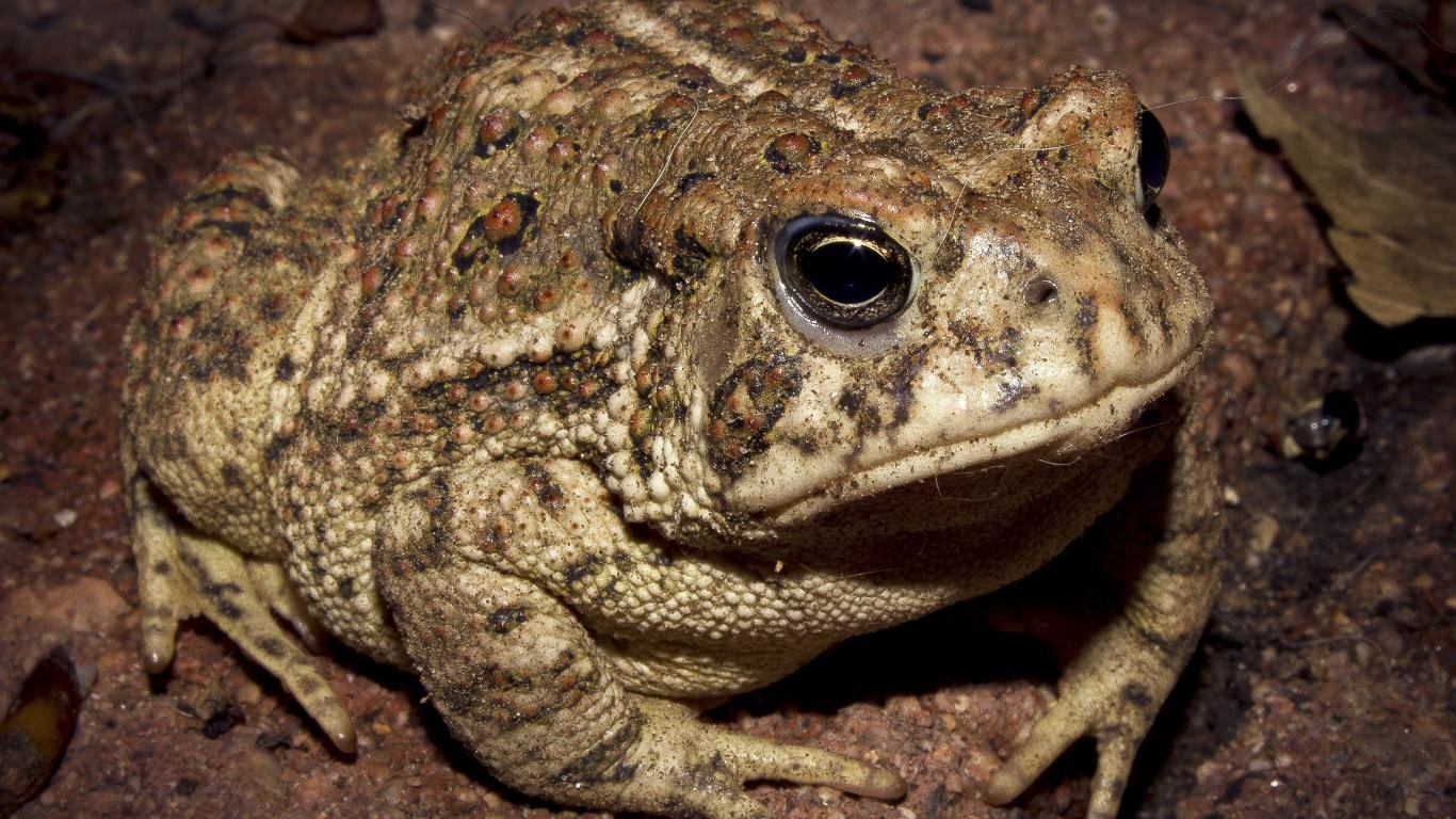 Best Toad background ID:58496 for High Resolution 1366x768 laptop desktop