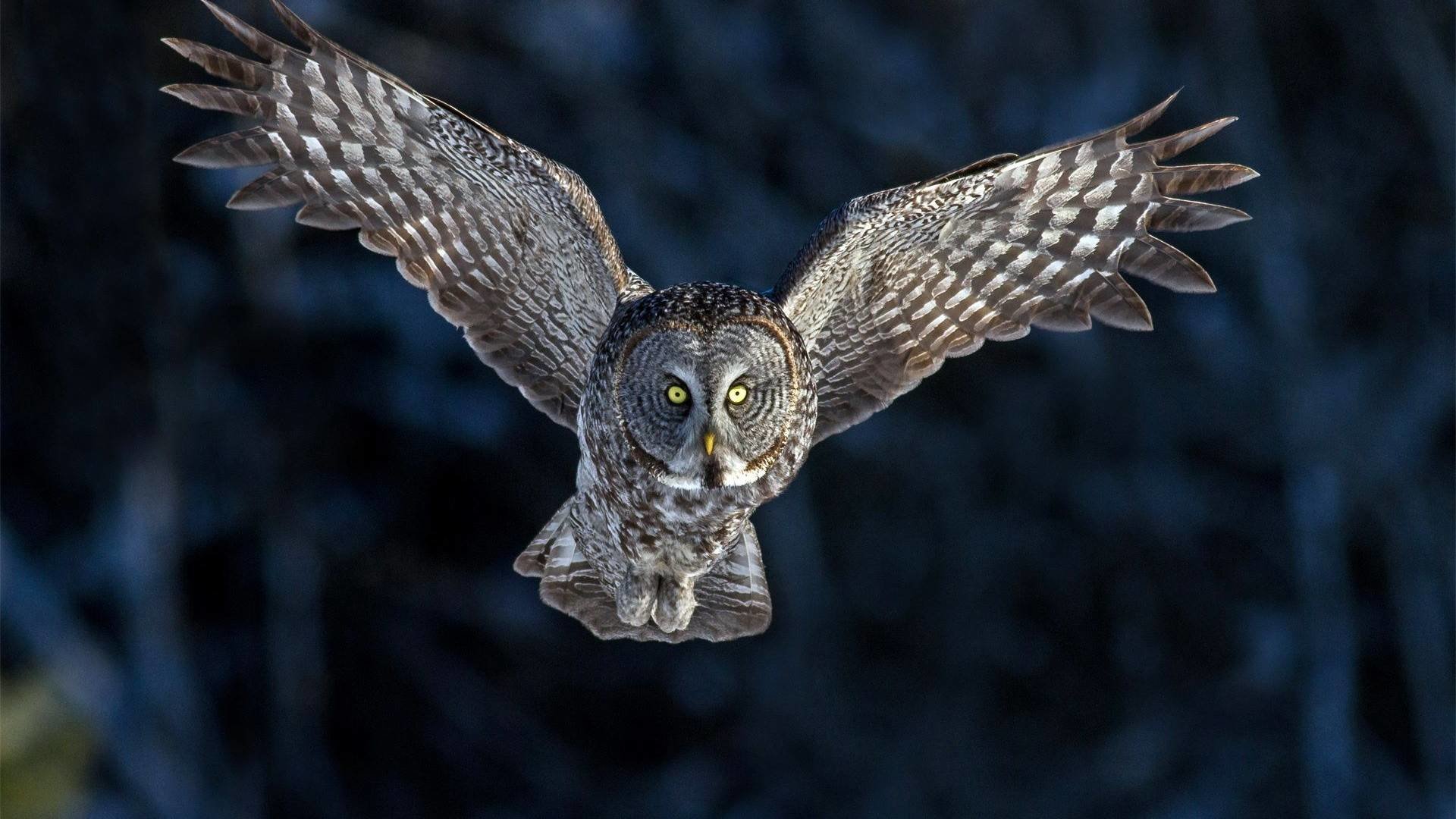 Awesome Owl free background ID:236982 for hd 1920x1080 PC