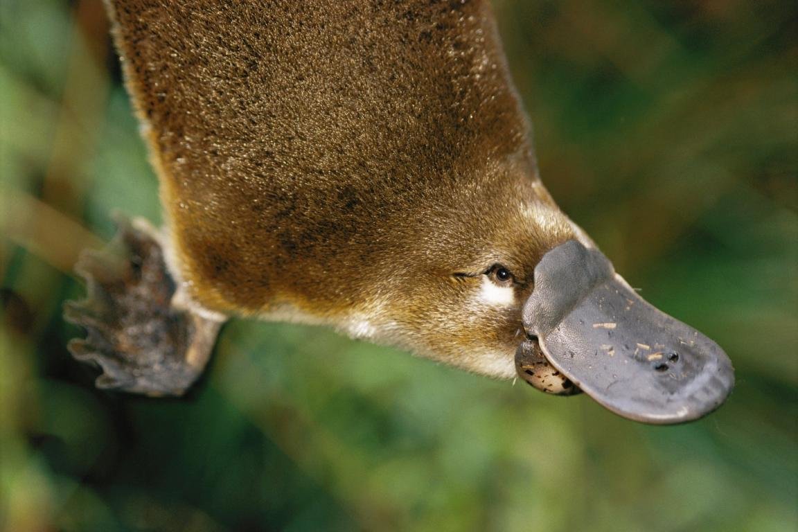 Best Platypus wallpaper ID:274583 for High Resolution hd 1152x768 computer