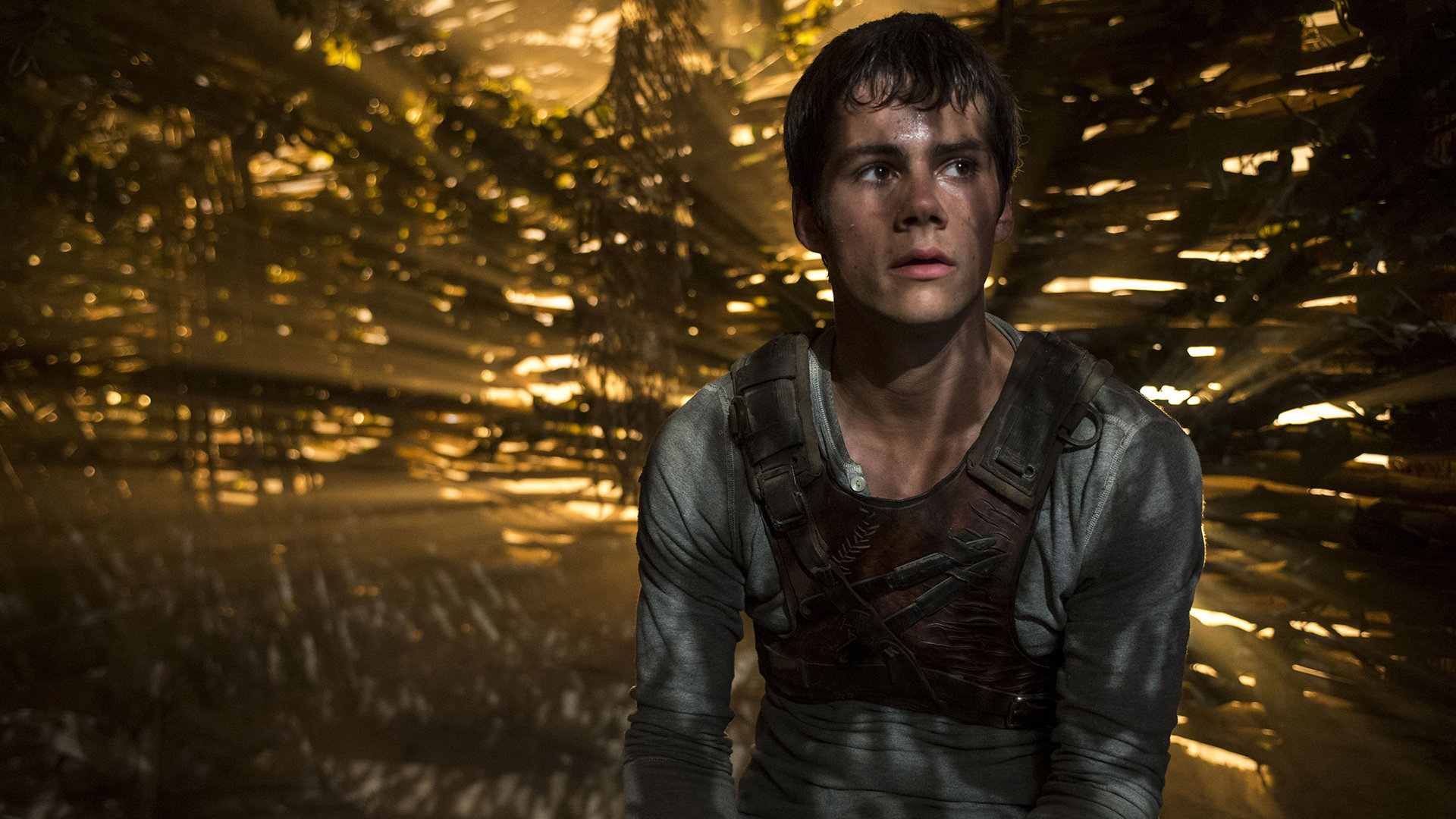 Free The Maze Runner high quality background ID:131239 for hd 1920x1080 computer