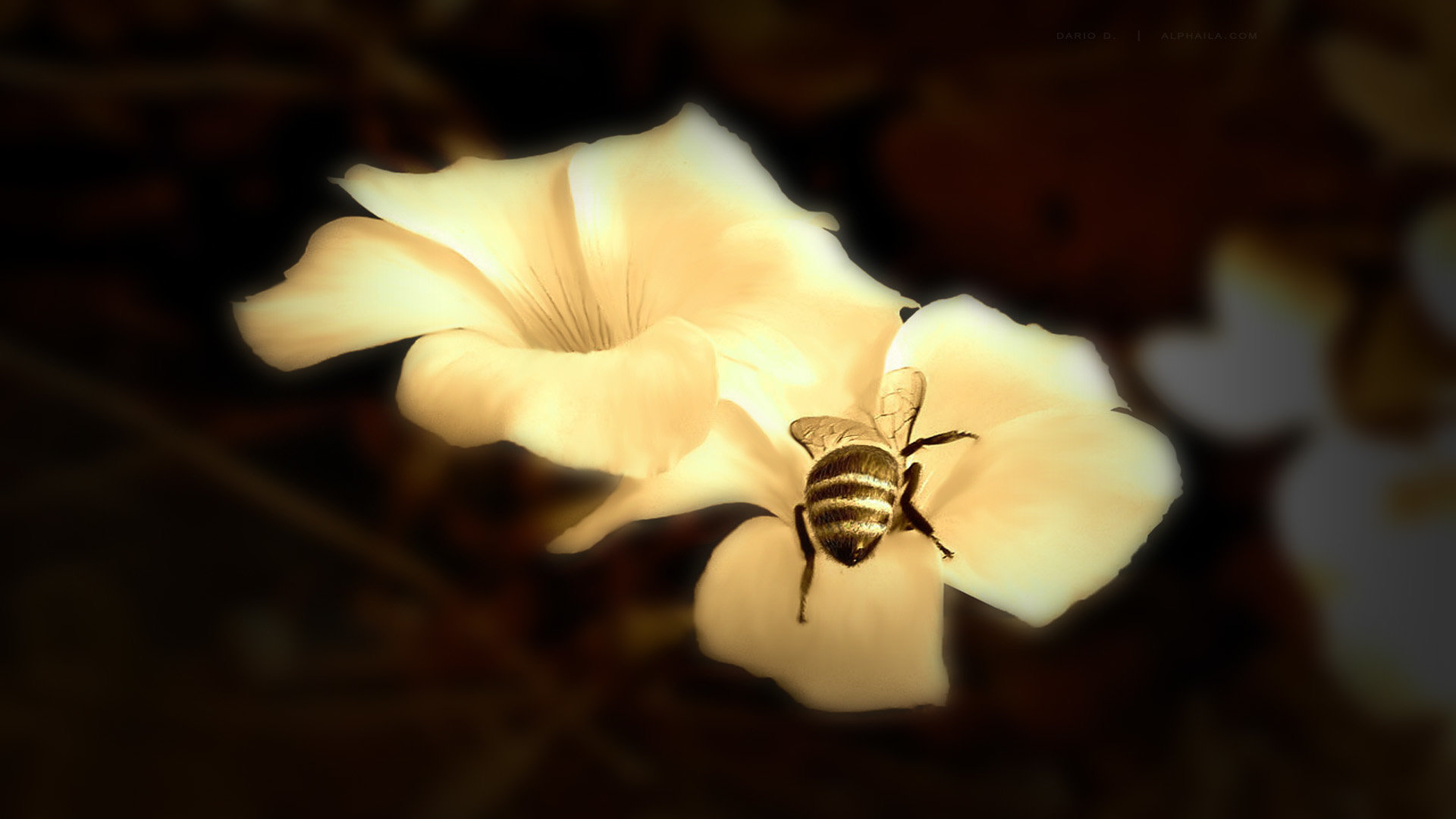 Awesome Bee free wallpaper ID:460794 for 1080p computer