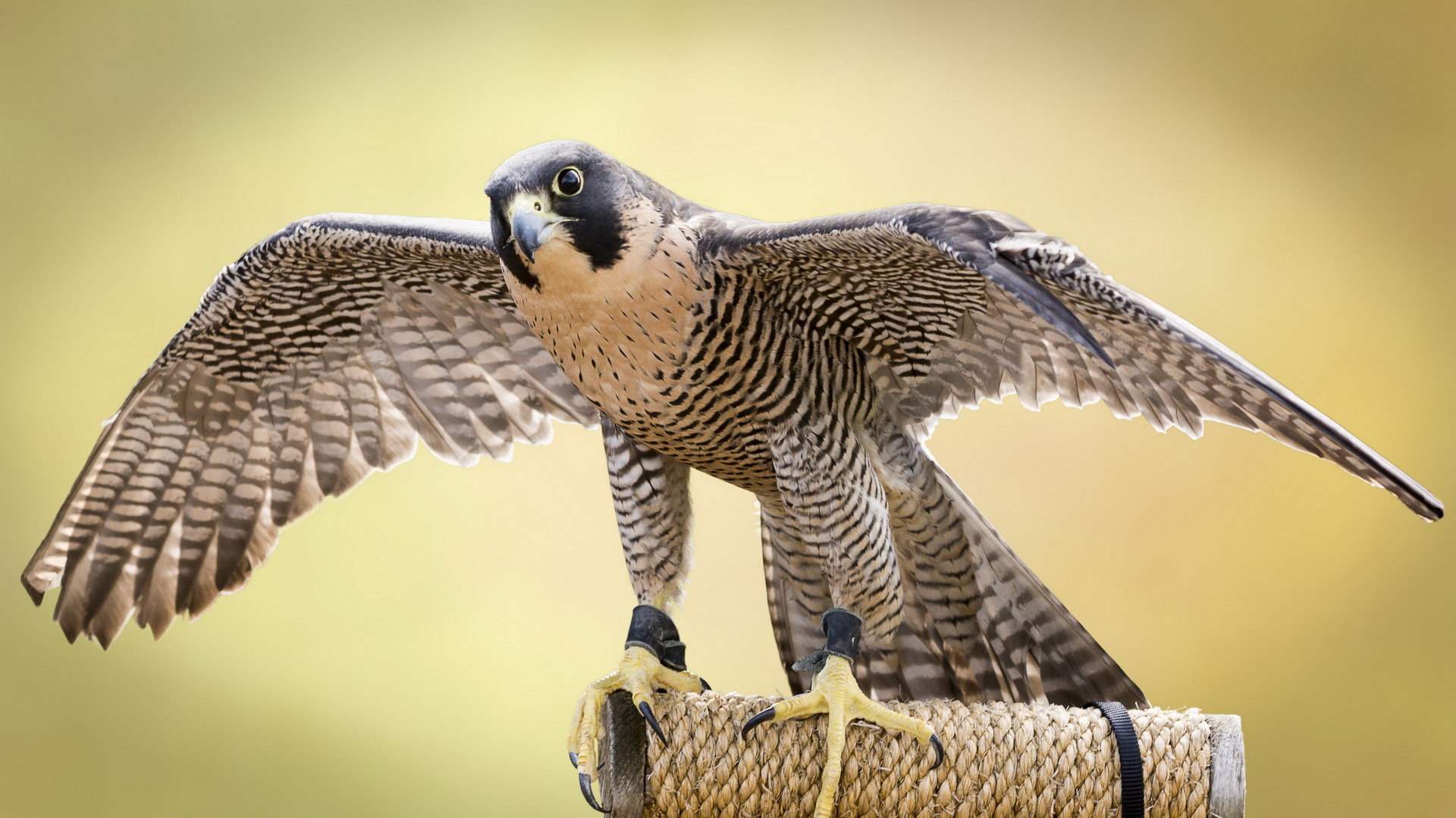 Awesome Falcon free background ID:408471 for full hd 1080p computer