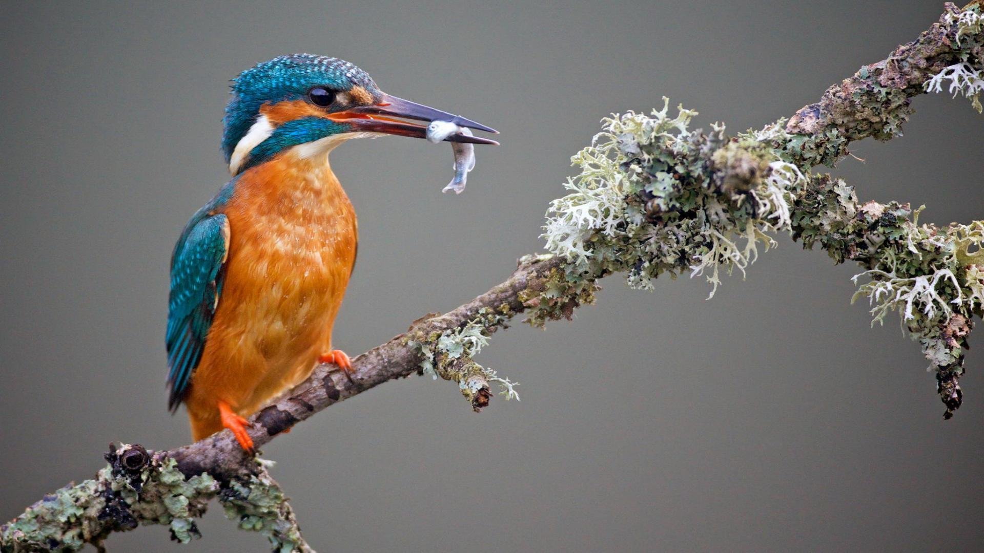 Free Kingfisher high quality background ID:311435 for full hd 1080p PC