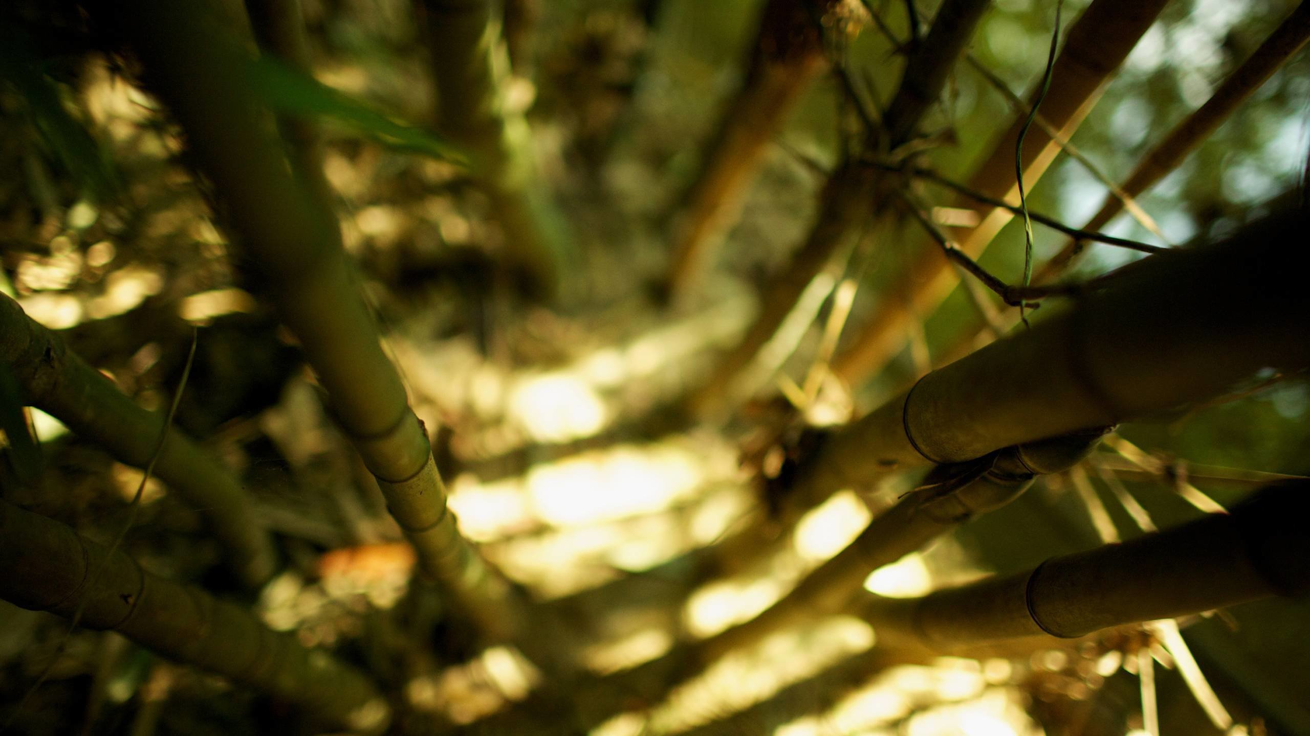 Free download Bamboo wallpaper ID:246850 hd 2560x1440 for PC