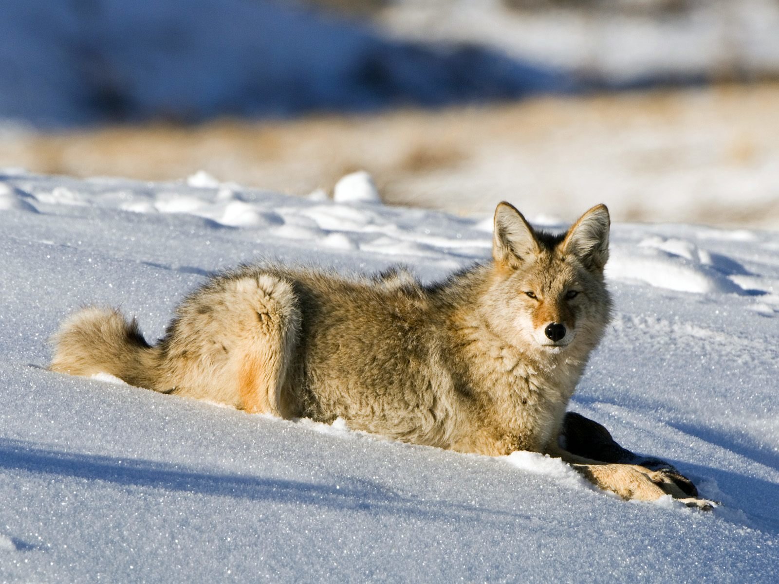 Free Coyote high quality wallpaper ID:357108 for hd 1600x1200 computer