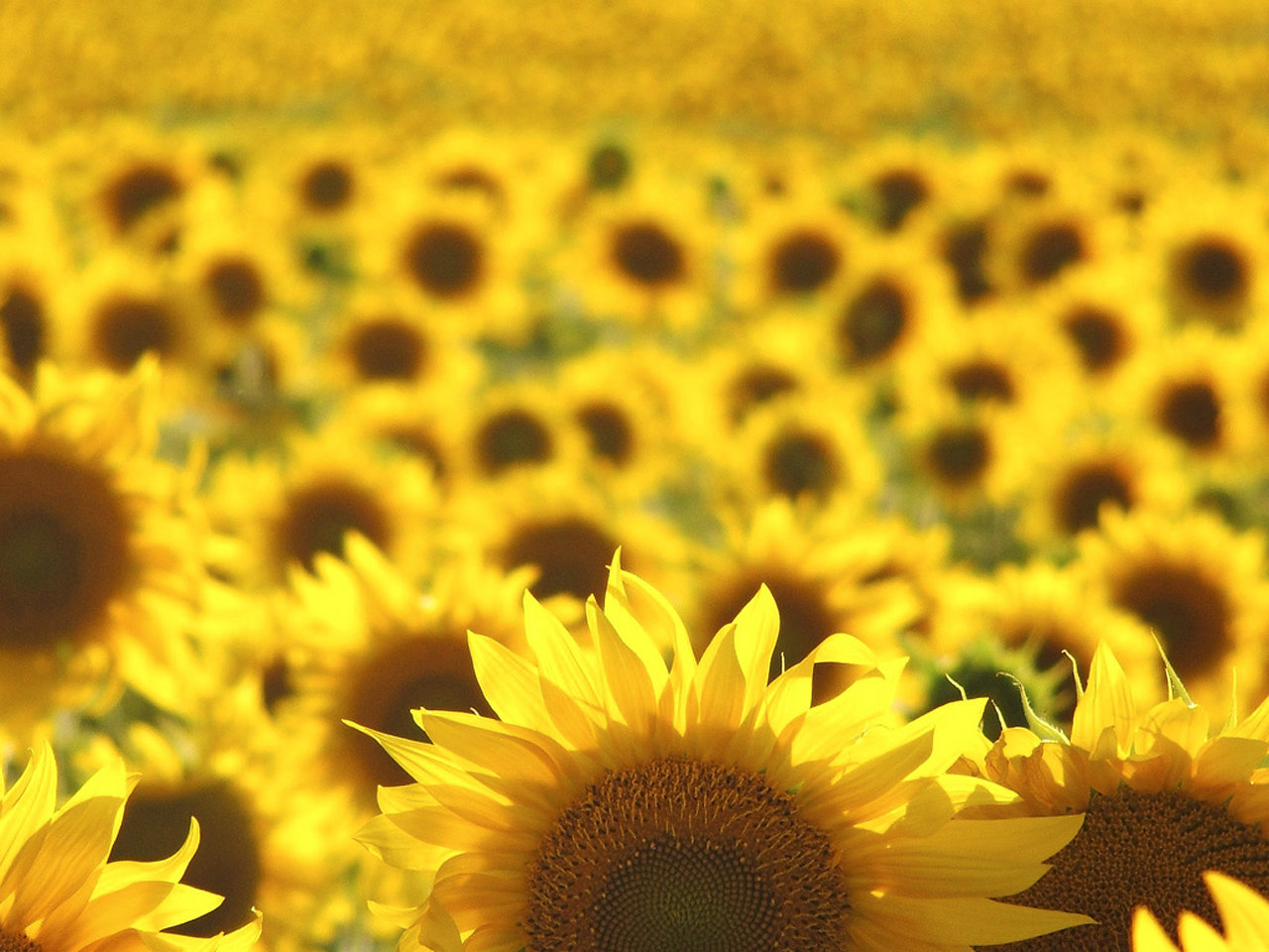 Awesome Sunflower free background ID:226296 for hd 1280x960 desktop