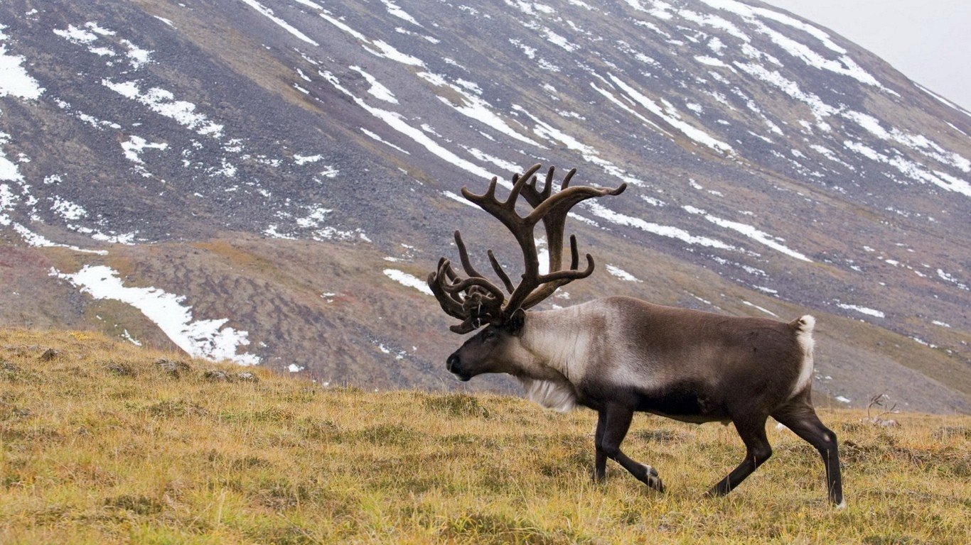 Awesome Elk free background ID:248478 for hd 1366x768 computer
