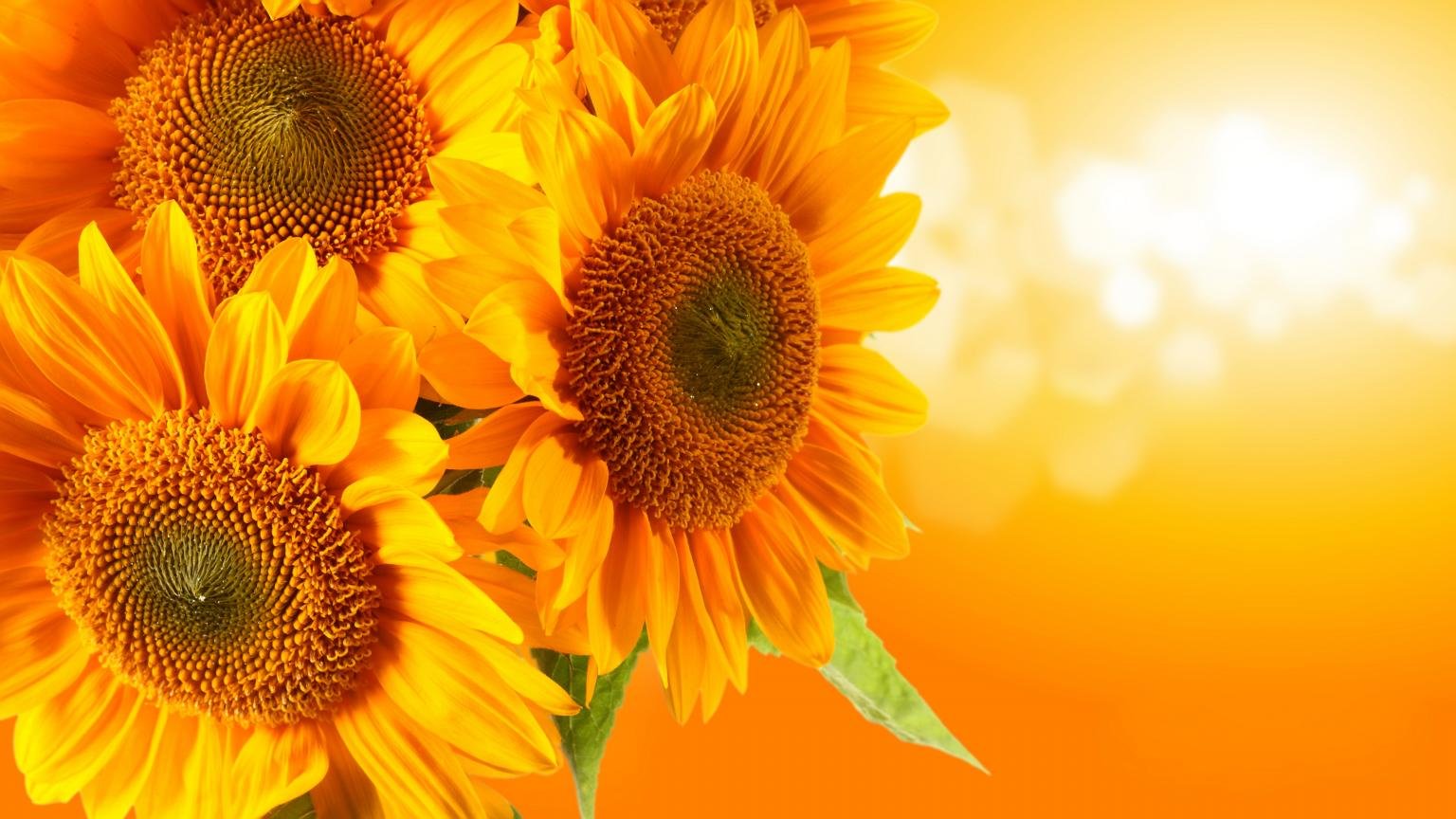Awesome Sunflower free background ID:226336 for hd 1536x864 PC