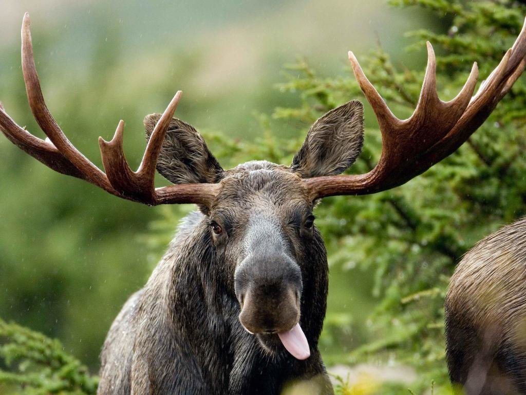 Awesome Moose free wallpaper ID:346717 for hd 1024x768 computer