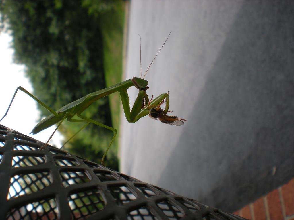 Best Praying Mantis background ID:156482 for High Resolution hd 1024x768 computer