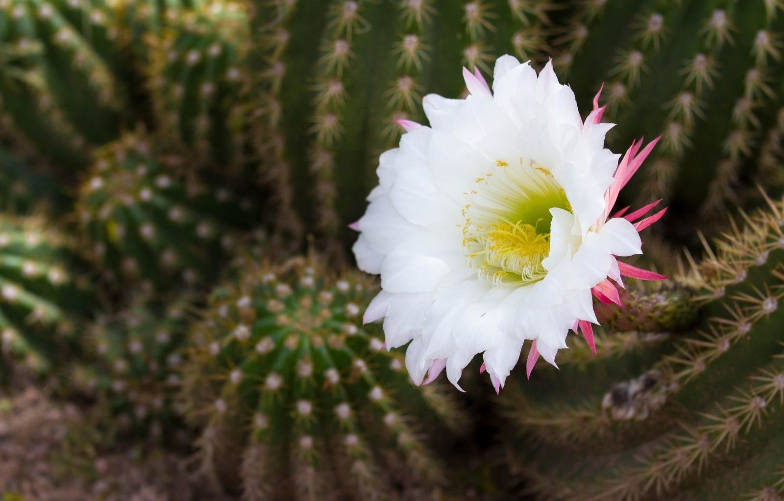 Awesome Cactus free wallpaper ID:408611 for hd 1600x1024 computer