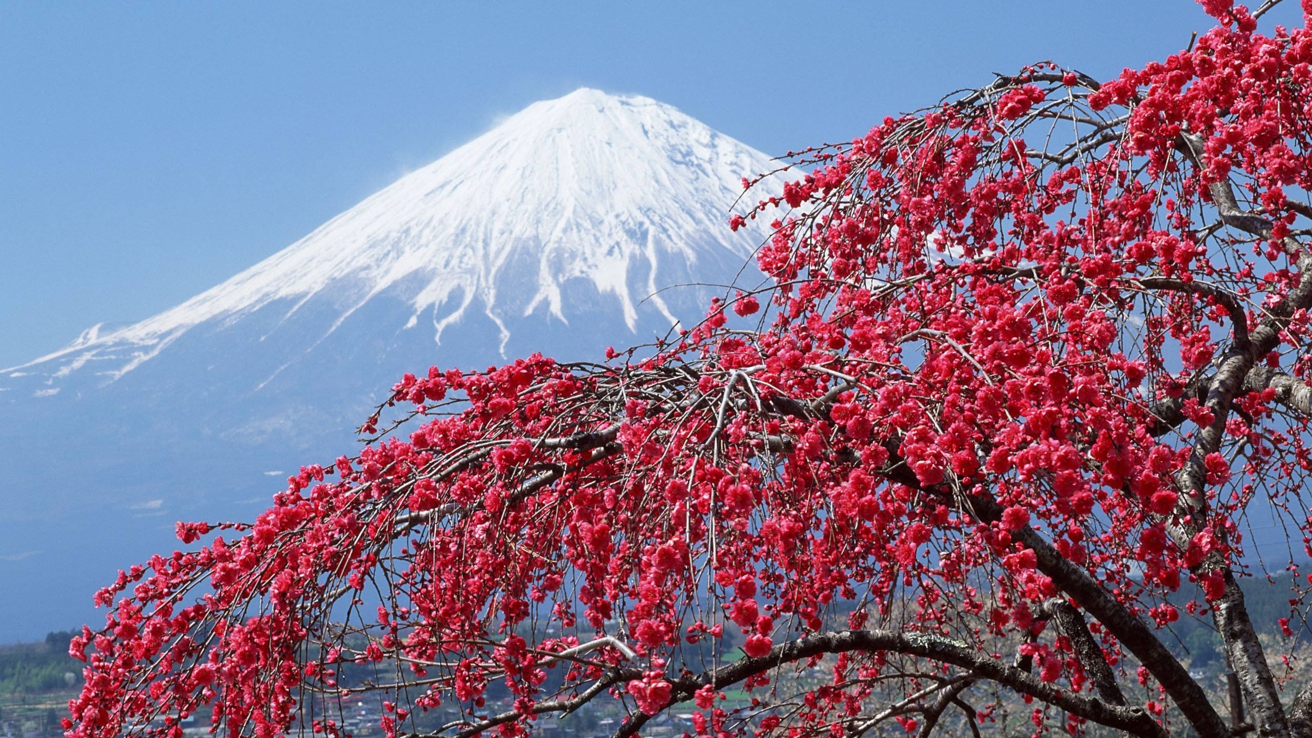 Best Mount Fuji wallpaper ID:277760 for High Resolution hd 2560x1440 PC