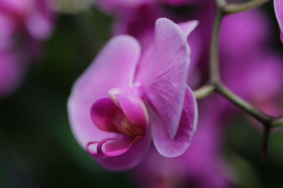 Free Orchid high quality background ID:449455 for hd 1152x768 computer