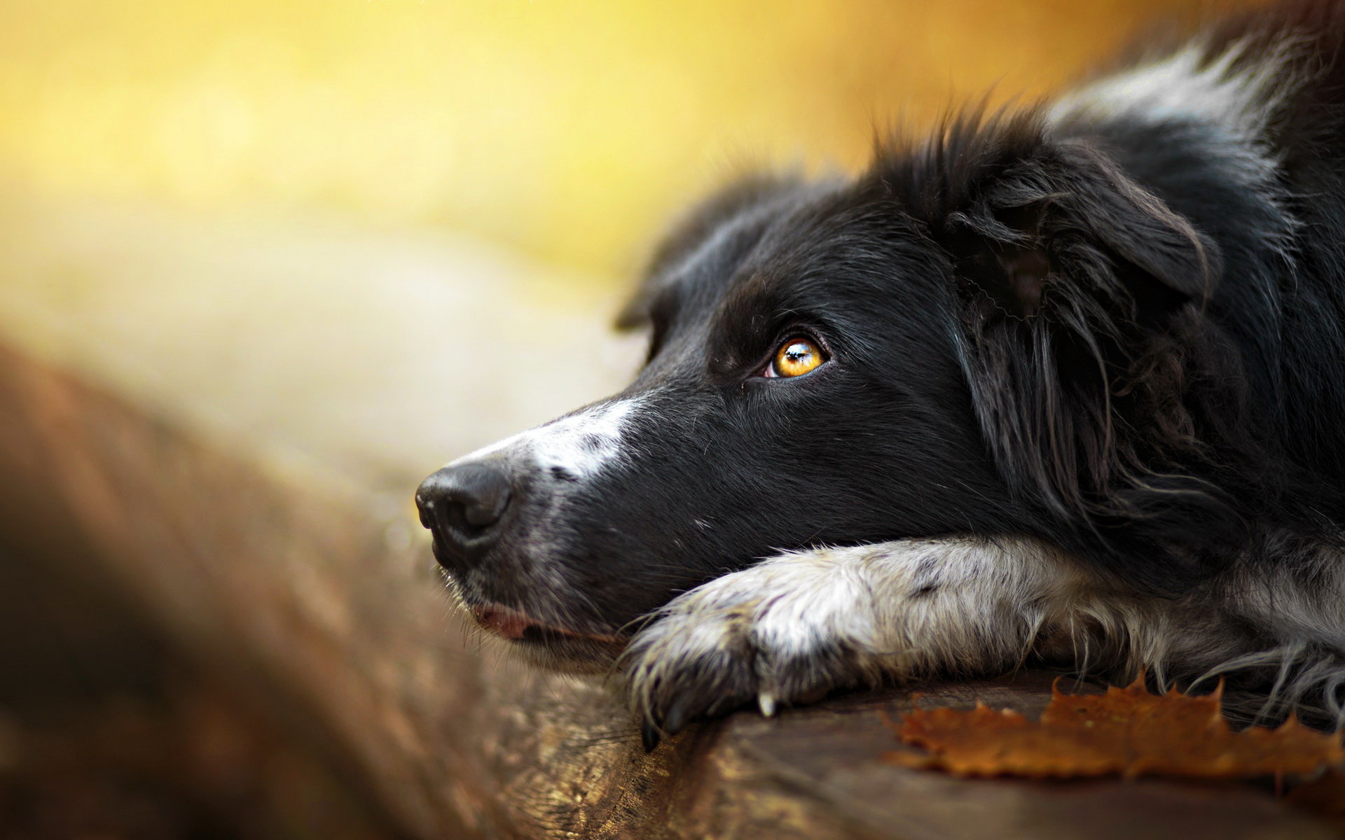 Awesome Border Collie free background ID:165912 for hd 1920x1200 desktop