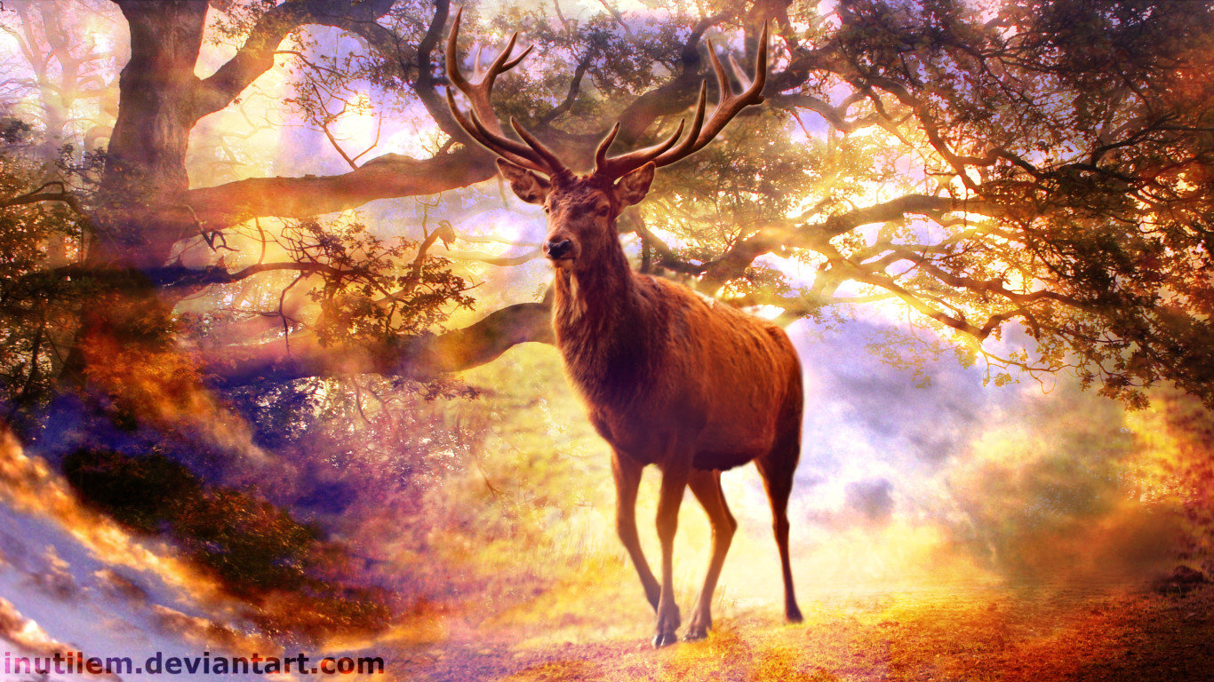 Awesome Deer free background ID:238456 for 1366x768 laptop computer