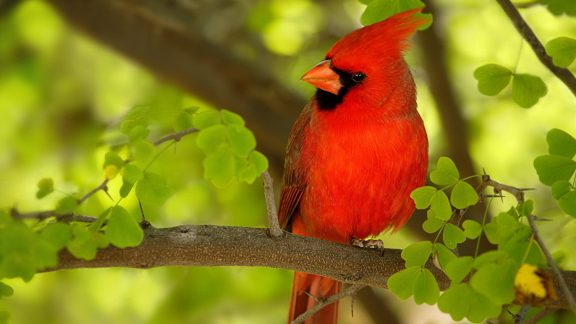 Best Cardinal background ID:24680 for High Resolution hd 1080p computer