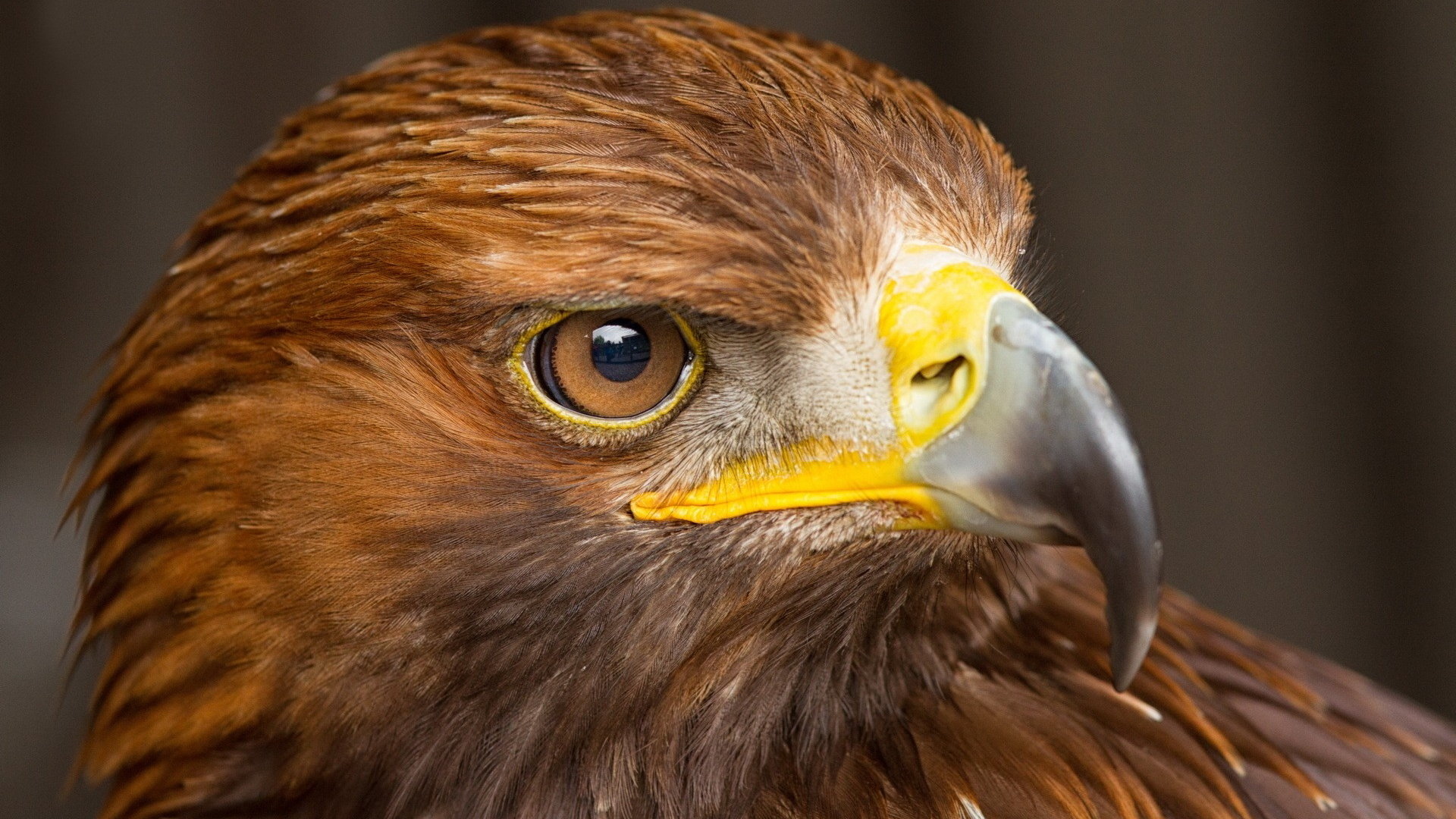 Free Eagle high quality wallpaper ID:231326 for full hd PC
