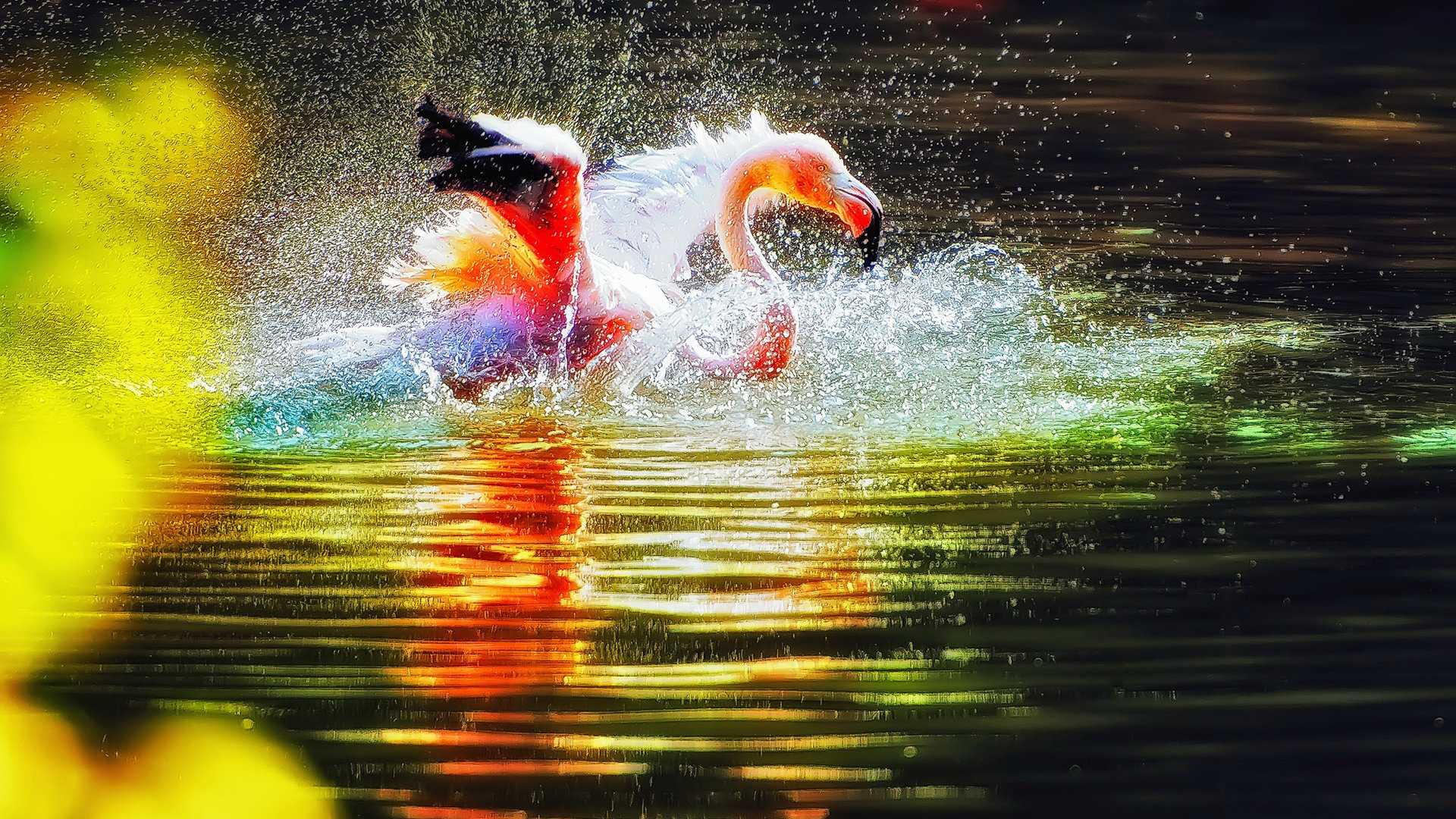 High resolution Flamingo hd 1080p background ID:66707 for desktop