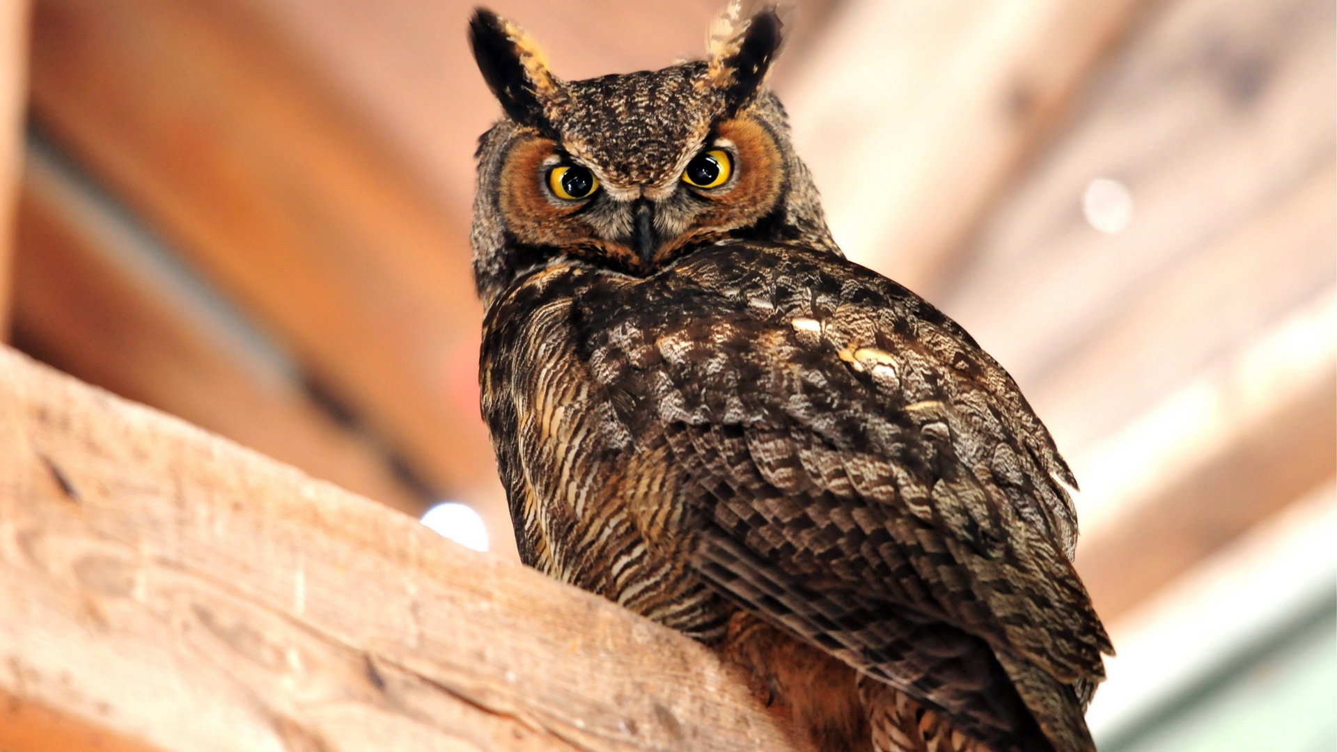 Best Owl background ID:237351 for High Resolution full hd computer