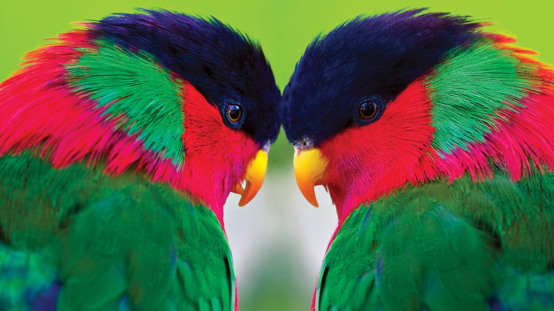Free download Parrot background ID:25832 full hd 1080p for desktop