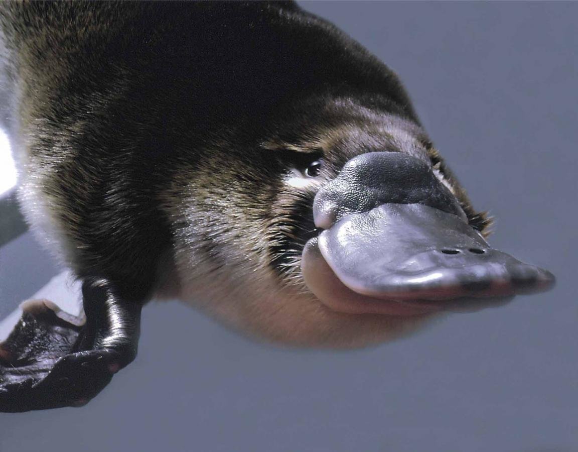 Download hd 1152x900 Platypus PC background ID:274584 for free