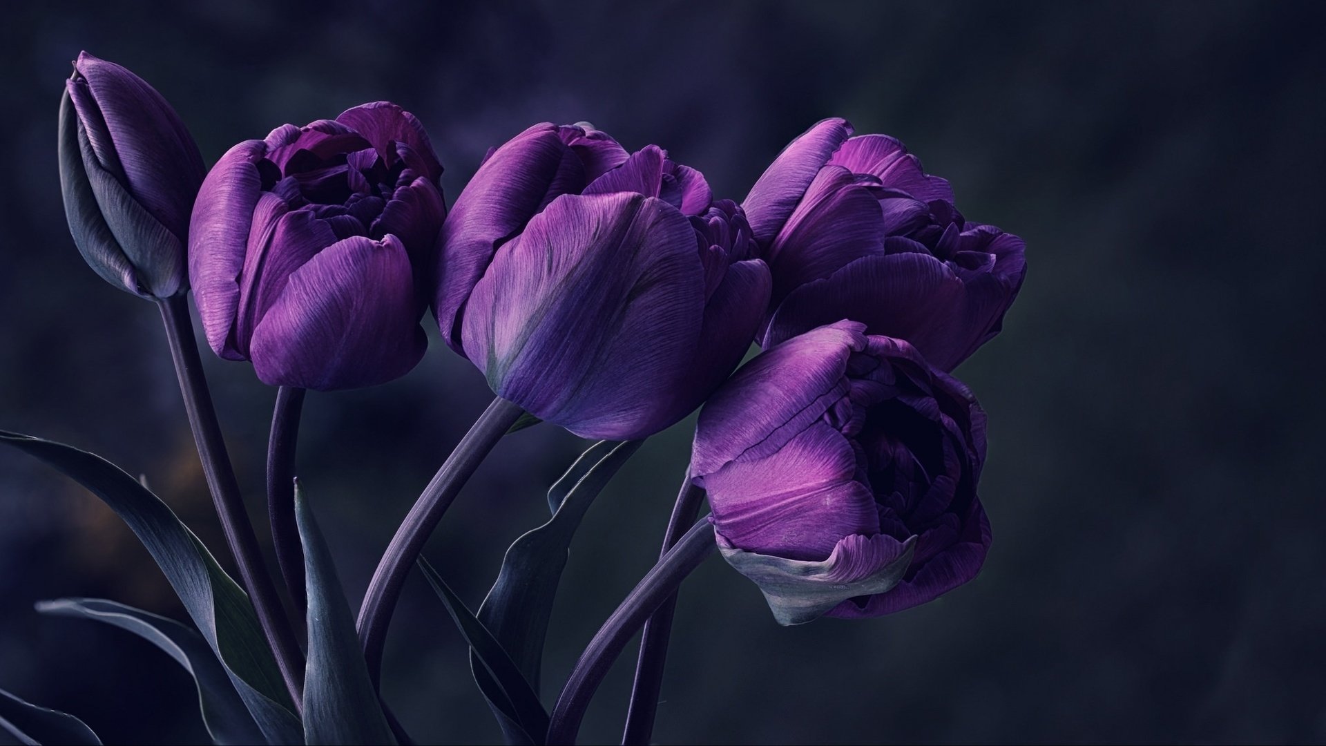 Awesome Tulip free wallpaper ID:157268 for full hd desktop