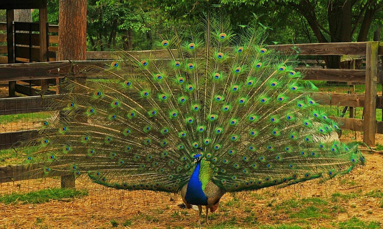 Download hd 1280x768 Peacock desktop background ID:151830 for free
