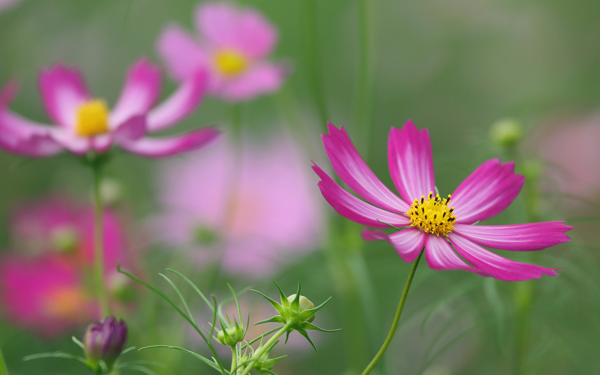Free download Cosmos wallpaper ID:272086 hd 1920x1200 for PC