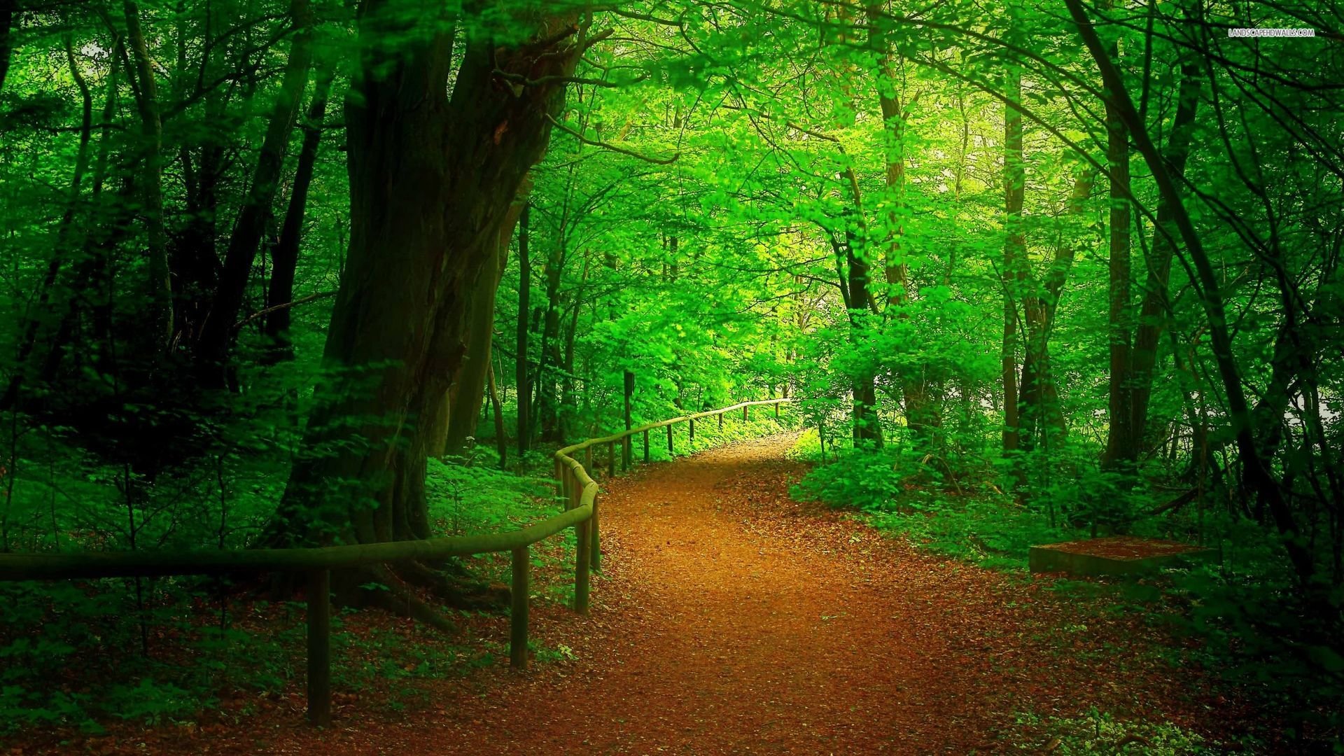 Best Forest wallpaper ID:348288 for High Resolution 1080p computer