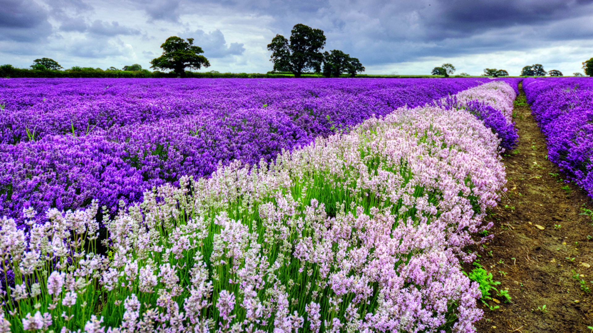 Download full hd 1080p Lavender computer background ID:67517 for free