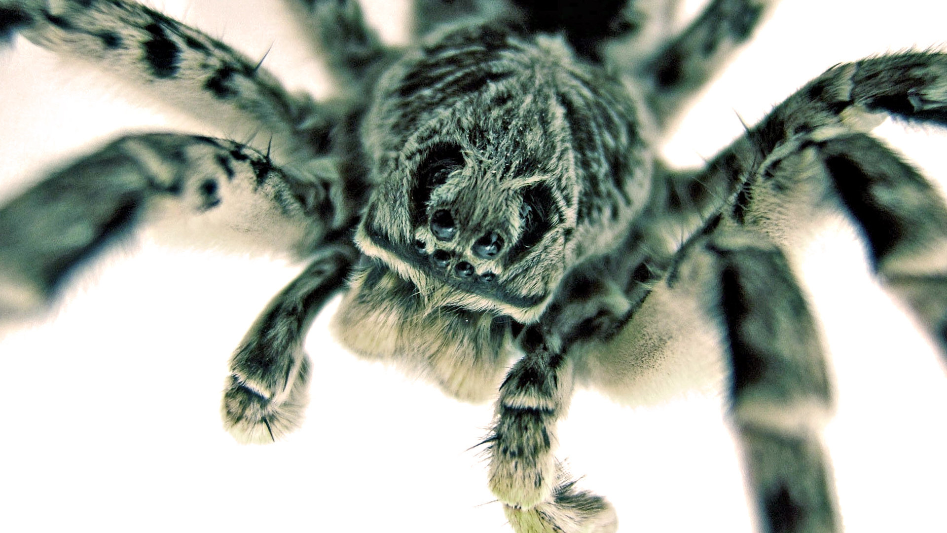 Best Spider wallpaper ID:22144 for High Resolution full hd 1920x1080 computer