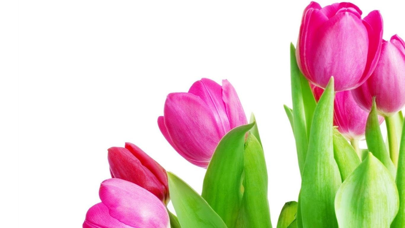 Free Tulip high quality background ID:157180 for 1366x768 laptop PC