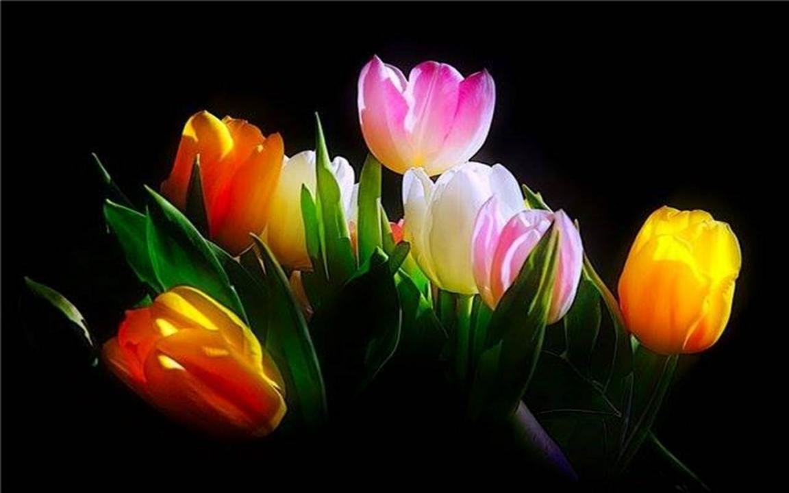 Best Tulip wallpaper ID:157646 for High Resolution hd 1152x720 PC