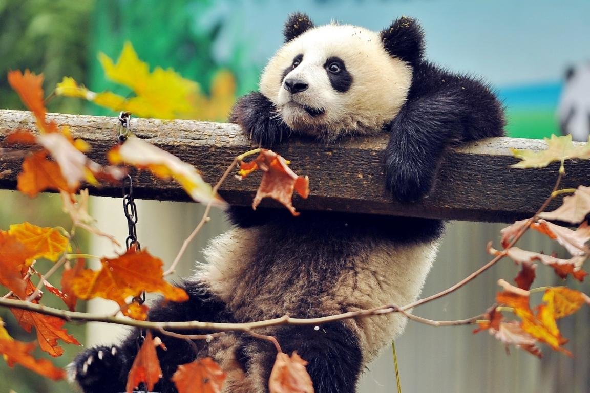 Awesome Panda free background ID:300439 for hd 1152x768 PC