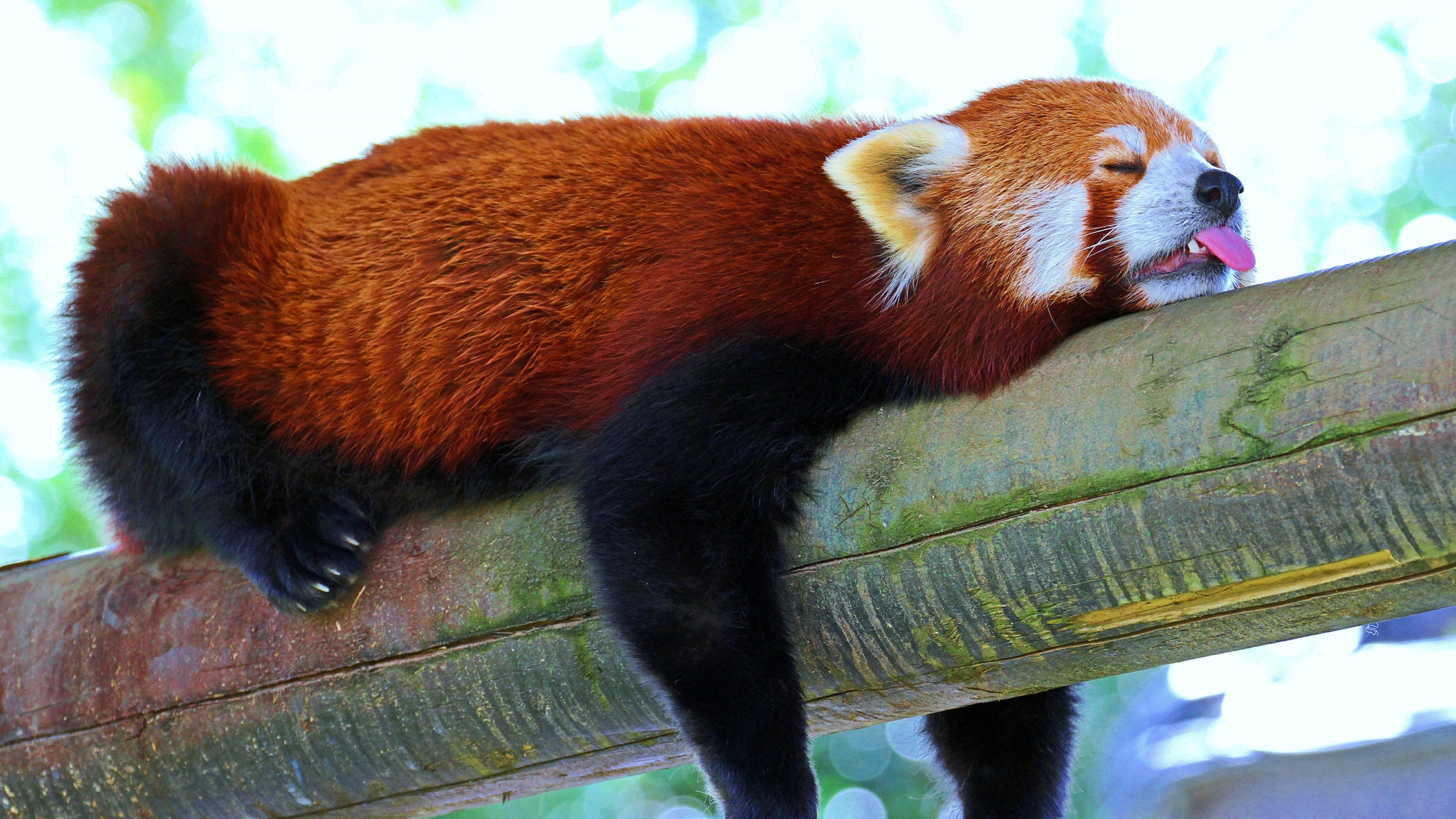 Free Red Panda high quality wallpaper ID:63958 for 4k PC