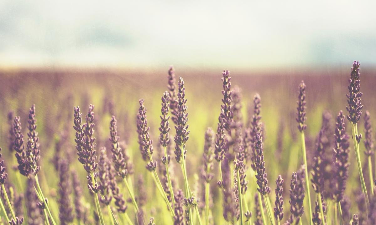 High resolution Lavender hd 1200x720 wallpaper ID:67542 for PC