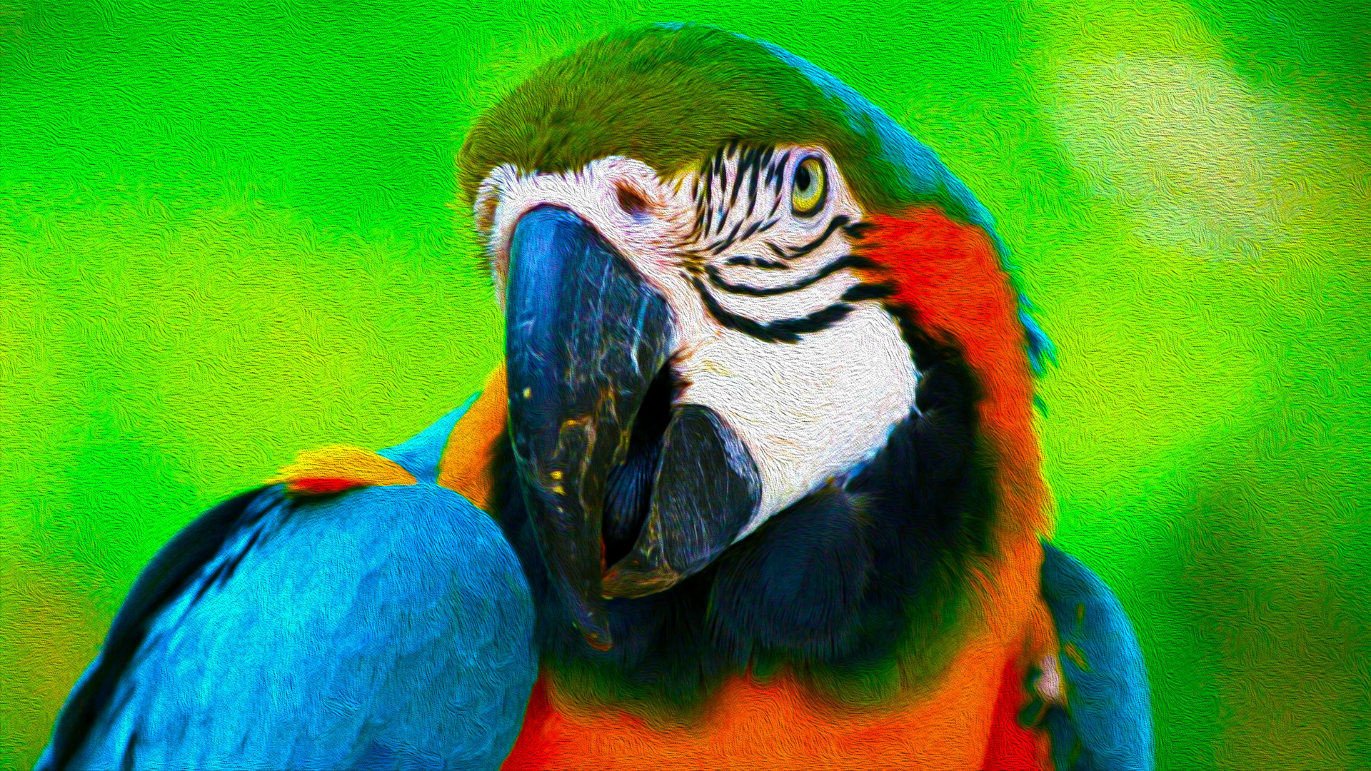 Best Macaw background ID:46455 for High Resolution hd 1920x1080 computer