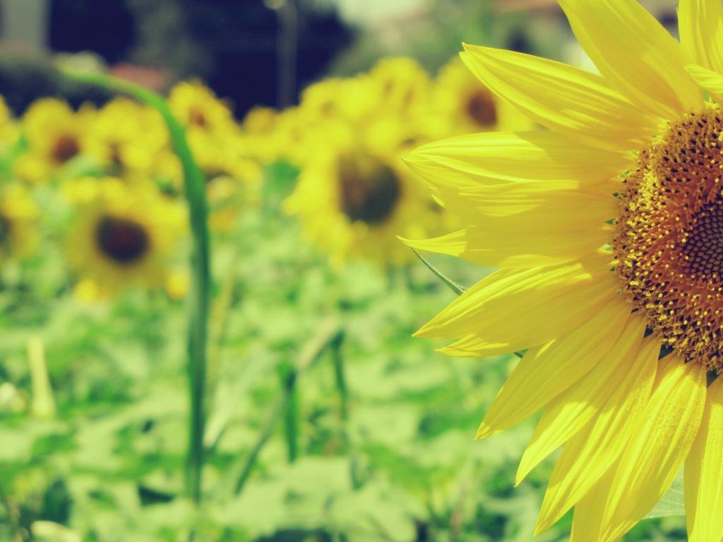 Free Sunflower high quality wallpaper ID:226518 for hd 1024x768 computer