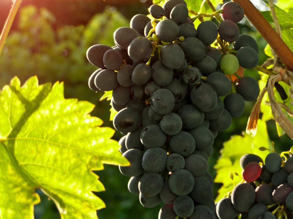 Best Grapes background ID:420741 for High Resolution hd 1024x768 desktop