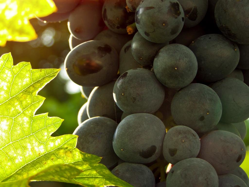 Awesome Grapes free wallpaper ID:420742 for hd 1024x768 desktop