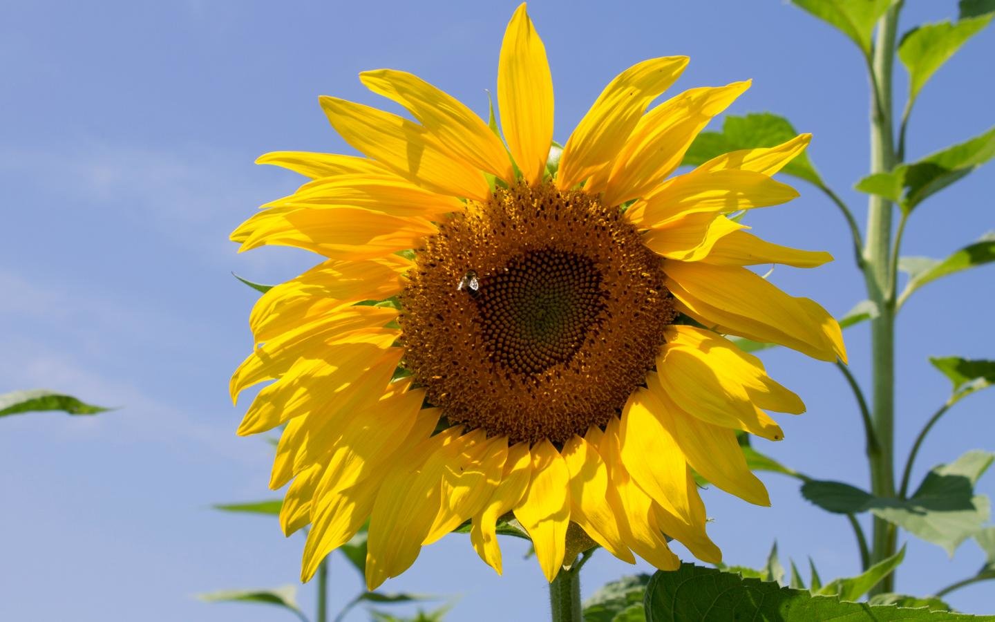 Awesome Sunflower free wallpaper ID:226643 for hd 1440x900 computer